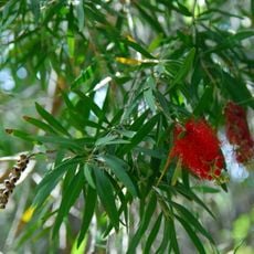 Jardín Botánico del Descubrimiento de Vallehermoso