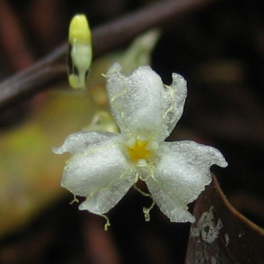 Parc National de Douala-Edéa