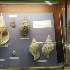 Museo delle conchiglie