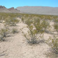 Coyame del Sotol Municipality