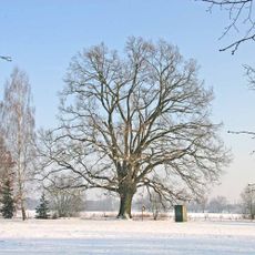 Dub u bývalého koupaliště