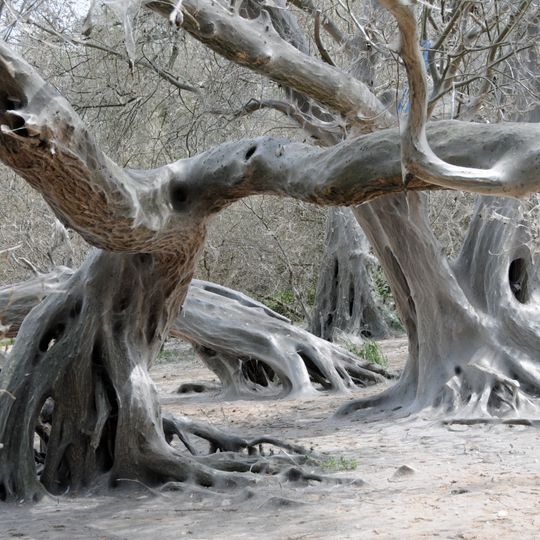 NSG Rheinaue Langel-Merkenich