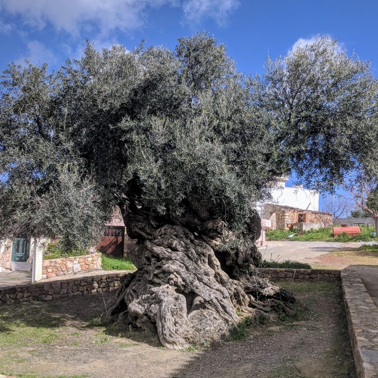 Alter Olivenbaum