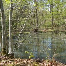 Feuchtbiotop Berstlacher Hau