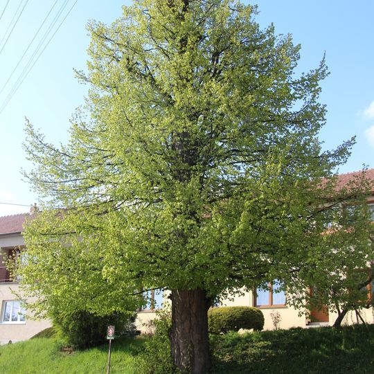 Obecní lípa