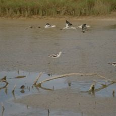 Bitter Lake National Wildlife Refuge