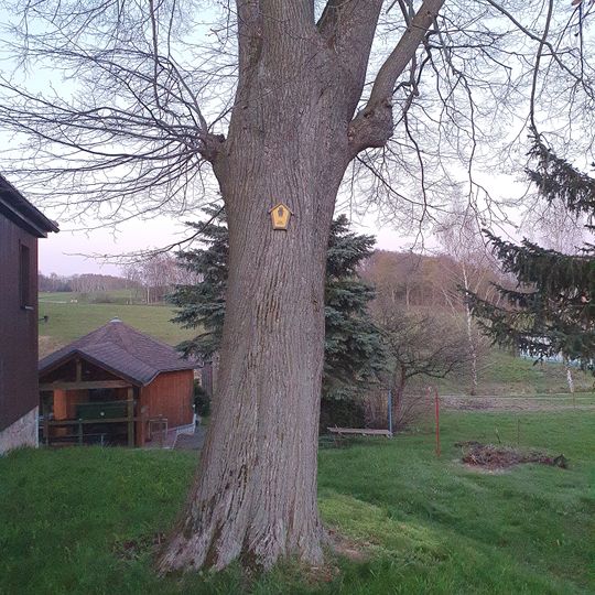 Linde am Schützenhaus