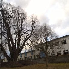 Lípa srdčitá ve Žďáru nad Sázavou