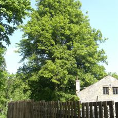 Lípy u Tabákového mlýna