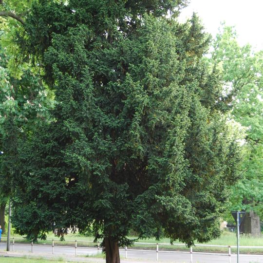 Gemeine Eibe Möllendorffstraße 34-42