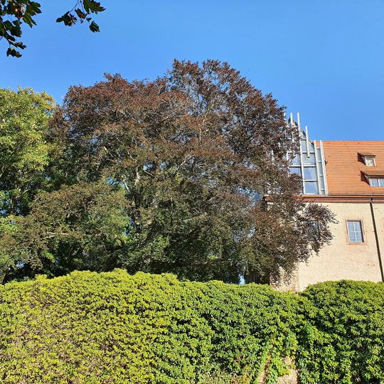 Buche am Schloss Trebsen