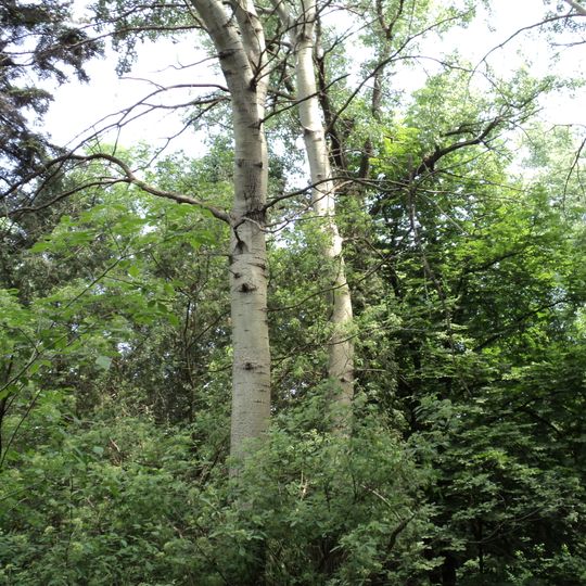 Ustymivskyi Arboretum