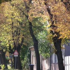 Naturdenkmal  [[Linden (Gattung)|Lindenallee]]-[[Sommerlinde]] (''Tilia platyphyllos'') Klein‑Ströbitzer‑Straße in Ströbitz