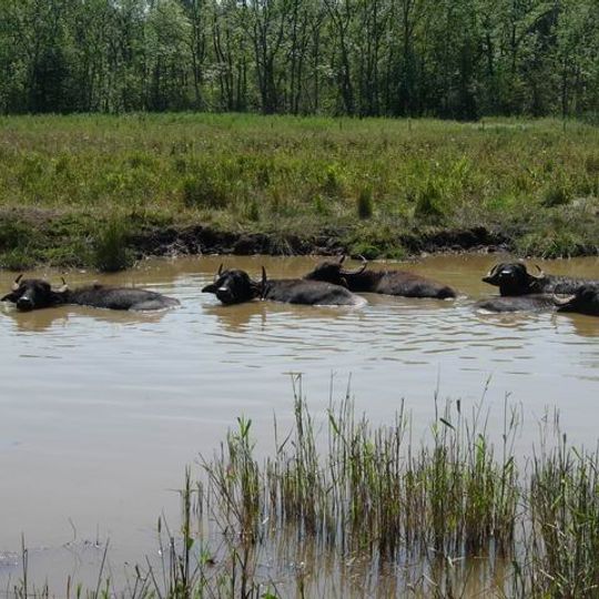 Chippenham Fen and Snailwell Poor's Fen