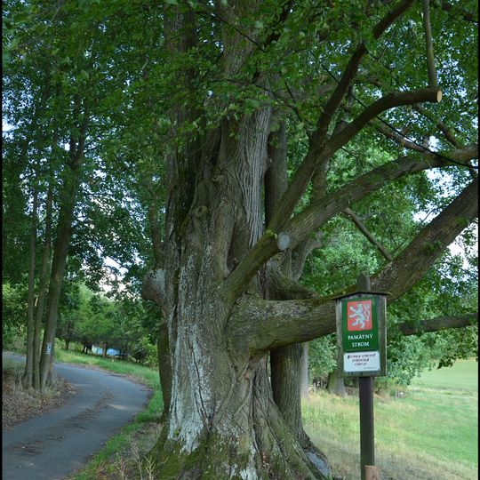 Lípa malolistá a duby letní