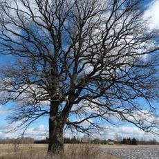 Mukulių IV ąžuolas