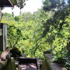 Monkey Feeding Place