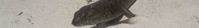 Panoramic View 0