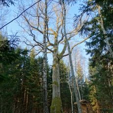 Paežerių ąžuolas