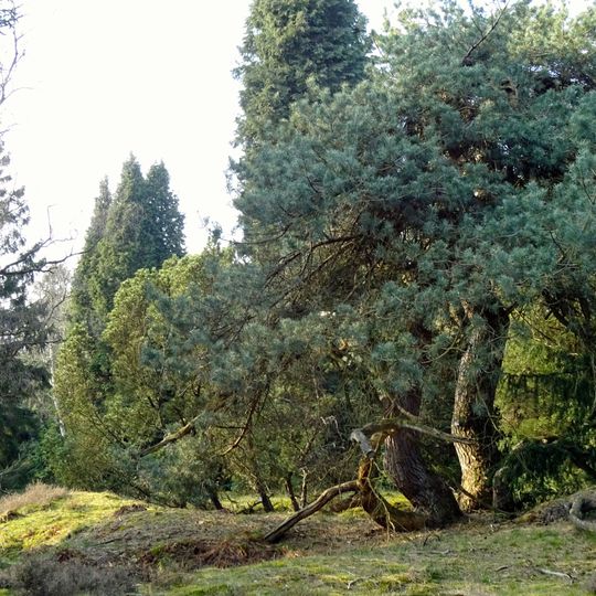 Pinetum De Dennenhorst