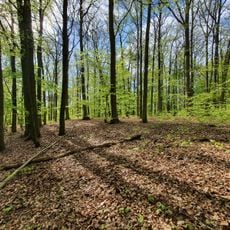 Eckerberger Wald