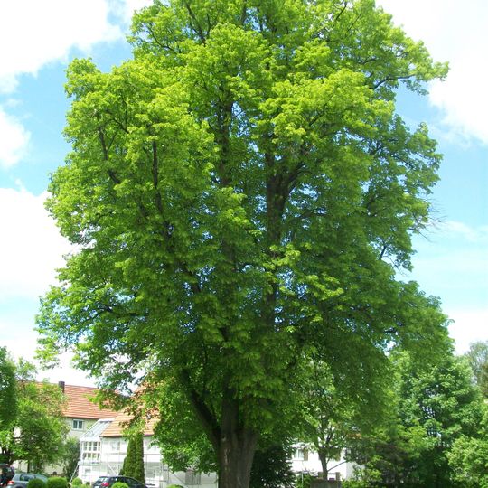 1 Linde beim ehemaligen Kloster