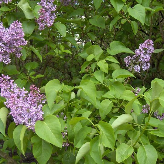 Dealul cu Lilieci Cernătești