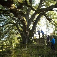 Carrasca milenaria de Lecina