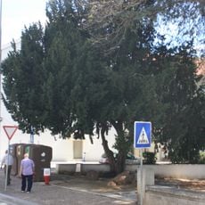 Árvore isolada em Jardim da Biblioteca Gulbenkian