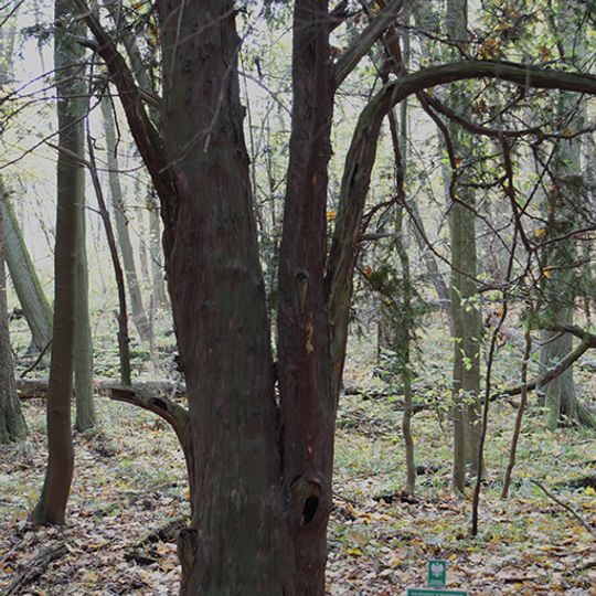 Nature reserve Cisy Staropolskie