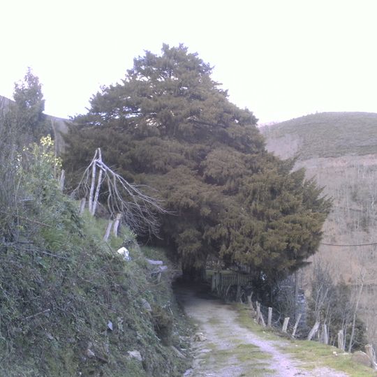 Tejo de Santa Coloma