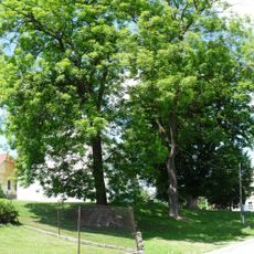 Skupina stromů u kostela