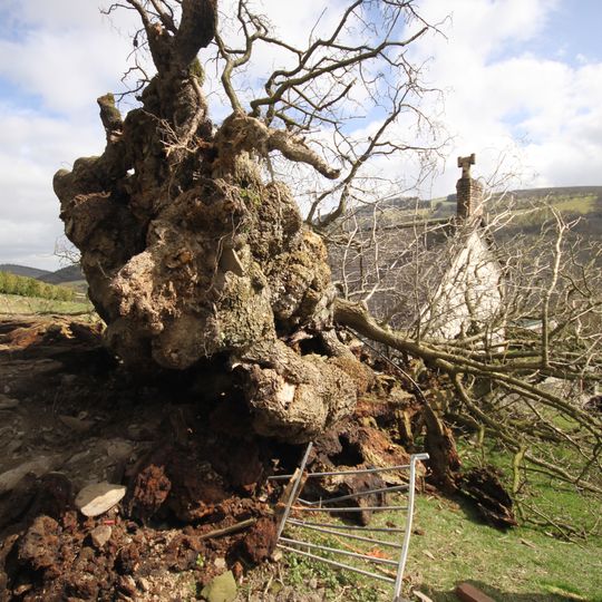 Pontfadog Oak