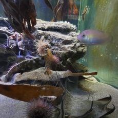 Ilfracombe Aquarium