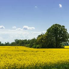 Dörnerdamm Graditz / Eulenau