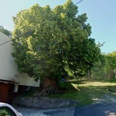 Old lime tree in Kojetín
