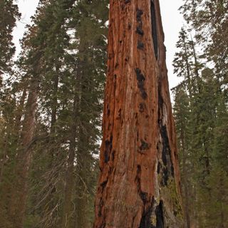 Sequoia-Nationalpark und Kings-Canyon-Nationalpark