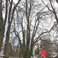 Drei Kastanienbäume in Waldegg