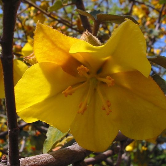 Jardín Botánico de Plantas Nativas Forrest Deaner