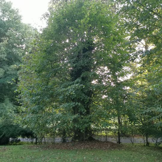 Naturdenkmal Sommer-Linde im Ortsteil Alte Hölle, auf dem Hotelgelände in Reetzerhütten