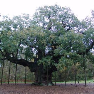 The Major Oak