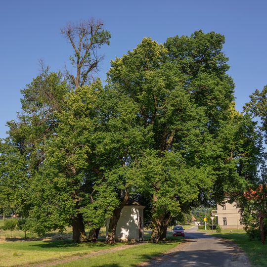 Šest lip malolistých u kaple sv. Jana Křtitele ve Staré Lysé