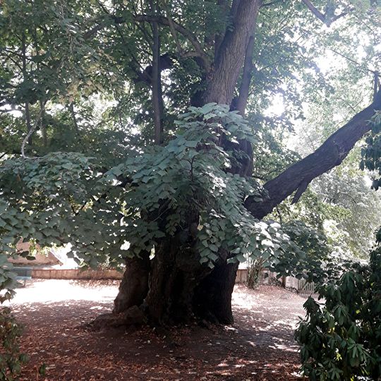 Linden of court Collm