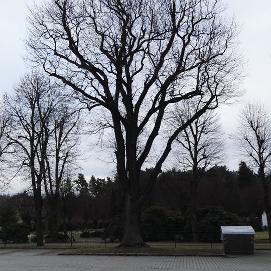 Naturdenkmal Stieleiche Ruhlander Straße, auf dem Parkplatz vor dem Friedhof in Schwarzheide