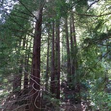 Dr. Aurelia Reinhardt Redwood Regional Park