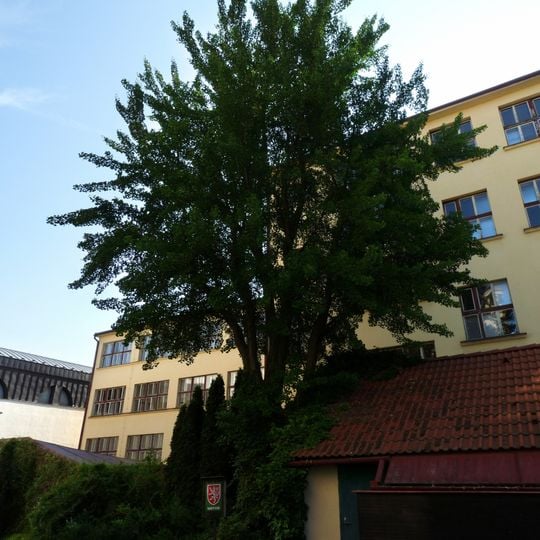 Gingko near Grammar school