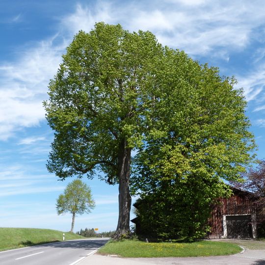1 Linde bei Dietrichsweiler