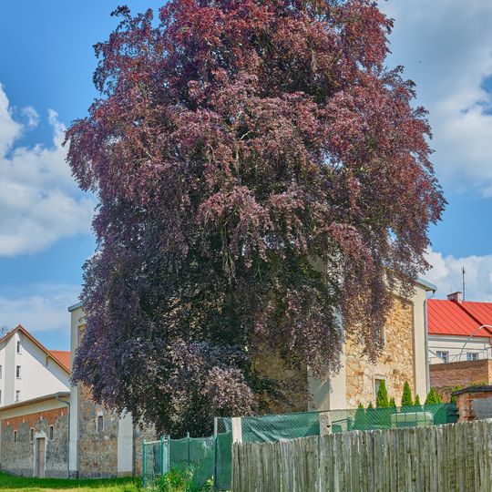 Buk u měšťanského pivovaru v Plané