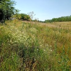 Балка Сухі Яли-нижня