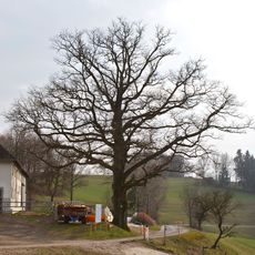 Hauseiche ("house oak")